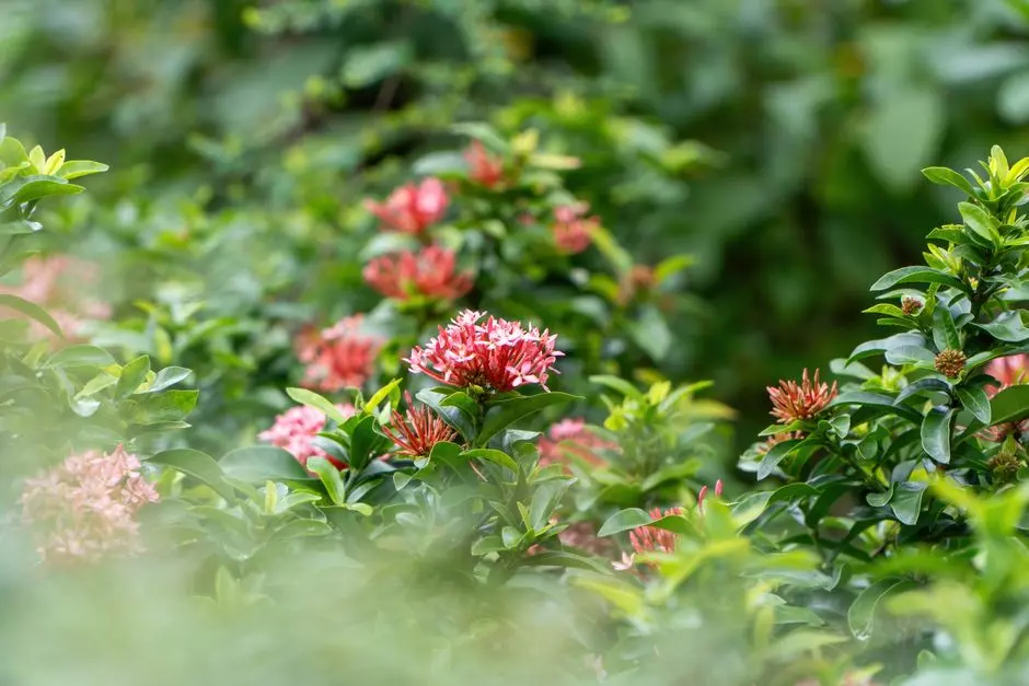 Greens & Outdoors at LODHA SARJAPUR ROAD, Bangalore