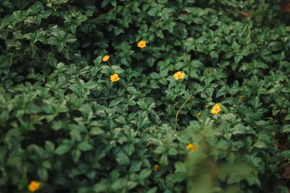 Greens & Outdoors at LODHA PANACHE, Hinjewadi Phase 1, Pune