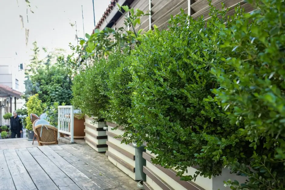 Greens & Outdoors at LODHA OPULIS, Palava City, Thane