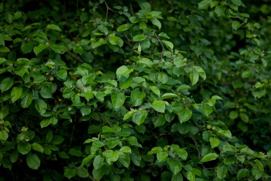 Greens & Outdoors at LODHA NEW CUFFE PARADE, Wadala East, Mumbai